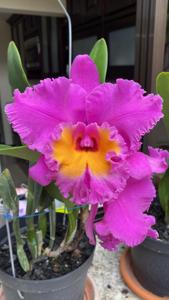 Rhyncholaeliocattleya Canyon Royal