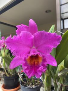 Rhyncholaeliocattleya Canyon Royal