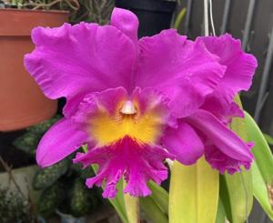 Rhyncholaeliocattleya Cornerstone