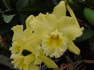 Rhyncholaeliocattleya Daybreak