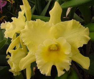 Rhyncholaeliocattleya Daybreak