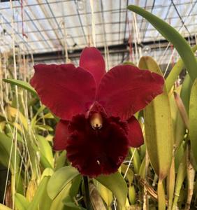 Rhyncholaeliocattleya Eagle Island