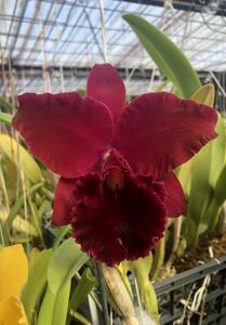 Rhyncholaeliocattleya Eagle Island