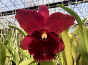 Rhyncholaeliocattleya Eagle Island