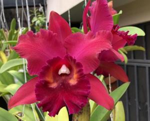 Rhyncholaeliocattleya Fort Watson