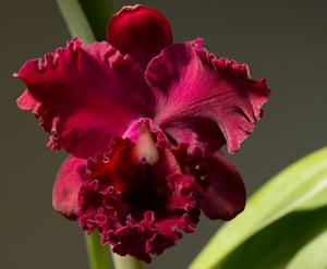 Rhyncholaeliocattleya Fort Watson