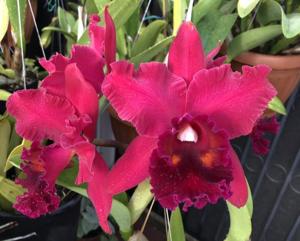 Rhyncholaeliocattleya Fort Watson