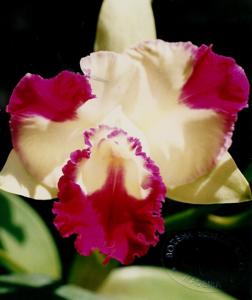 Rhyncholaeliocattleya Fantasy Maker