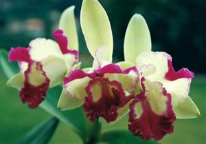 Rhyncholaeliocattleya Fantasy Maker