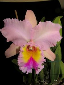 Rhyncholaeliocattleya George King