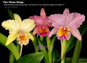 Rhyncholaeliocattleya George King
