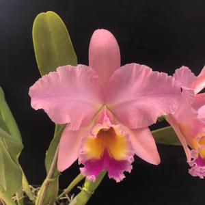 Rhyncholaeliocattleya George King