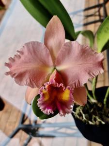 Rhyncholaeliocattleya George King