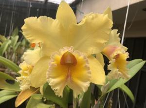Rhyncholaeliocattleya George King