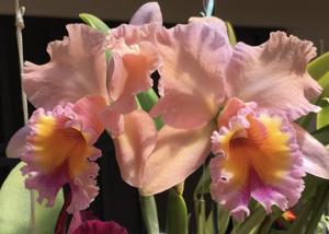 Rhyncholaeliocattleya George King