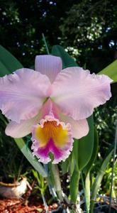 Rhyncholaeliocattleya George King