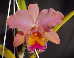 Rhyncholaeliocattleya George King