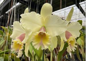 Rhyncholaeliocattleya George King