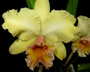 Rhyncholaeliocattleya George King