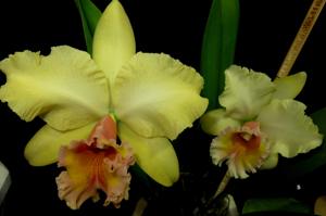Rhyncholaeliocattleya George King