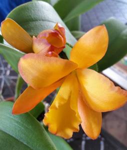 Rhyncattleanthe Fuchs Orange Nuggett