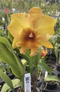 Rhyncholaeliocattleya Golden Slippers