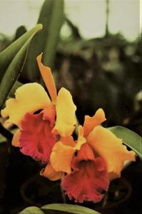 Rhyncholaeliocattleya Golden Embers