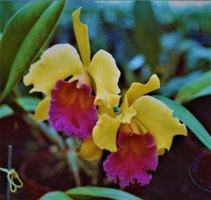 Rhyncholaeliocattleya Golden Embers