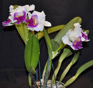 Rhyncholaeliocattleya Good News