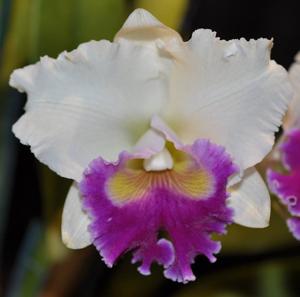 Rhyncholaeliocattleya Good News