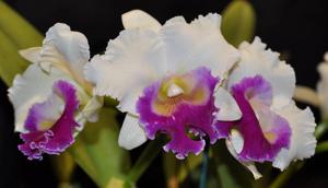 Rhyncholaeliocattleya Good News