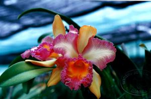 Rhyncholaeliocattleya Harlequin