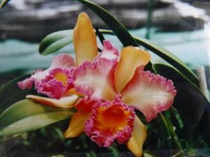 Rhyncholaeliocattleya Harlequin