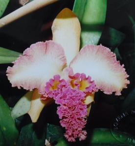 Rhyncholaeliocattleya Harlequin