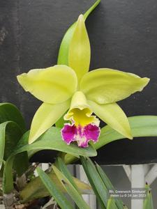 Rhyncholaeliocattleya Greenwich