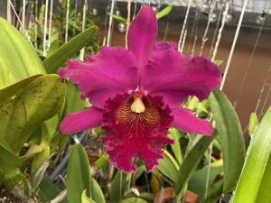 Rhyncholaeliocattleya Iroquois Trail