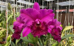 Rhyncholaeliocattleya Hunting Island