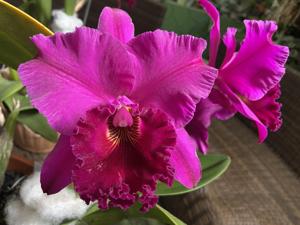 Rhyncholaeliocattleya Hunting Island