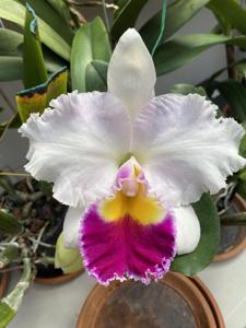 Rhyncholaeliocattleya Hetherington Horace