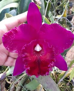 Rhyncholaeliocattleya Jeremy Island