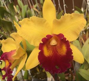 Rhyncholaeliocattleya Karbela Beauty