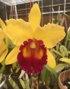 Rhyncholaeliocattleya Karbela Beauty