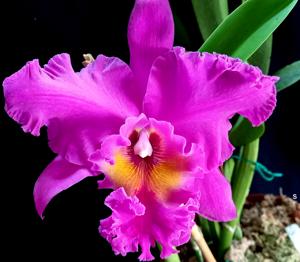 Rhyncholaeliocattleya Joe