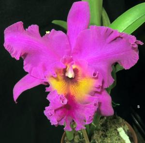 Rhyncholaeliocattleya Joe