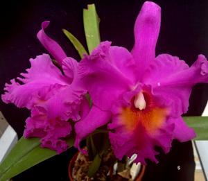 Rhyncholaeliocattleya Joe