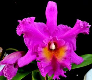 Rhyncholaeliocattleya Joe