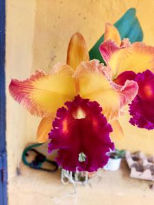 Rhyncholaeliocattleya Kuan-Miao Chen