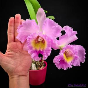 Rhyncholaeliocattleya Mahina Yahiro