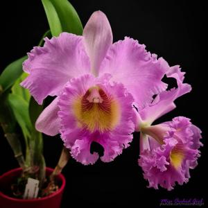 Rhyncholaeliocattleya Mahina Yahiro