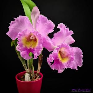 Rhyncholaeliocattleya Mahina Yahiro